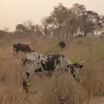 cows in the savanna