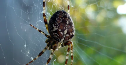 Spinne im Netz
