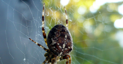 Spinne im Netz