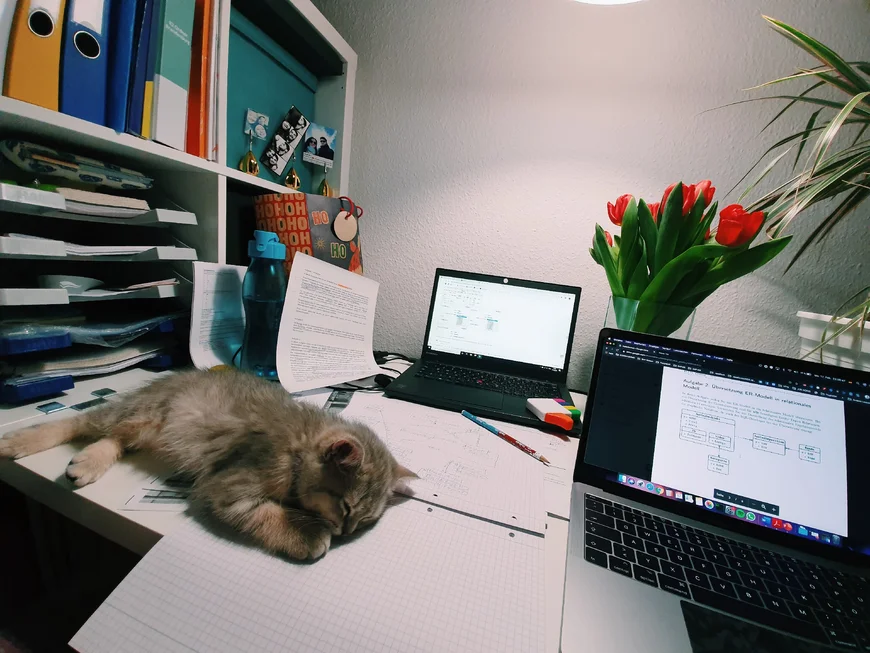Auf einem Tisch neben Papieren und zwei Laptops schläft eine kleine Katze, sie liegt quer über dem Papier auf der Seite