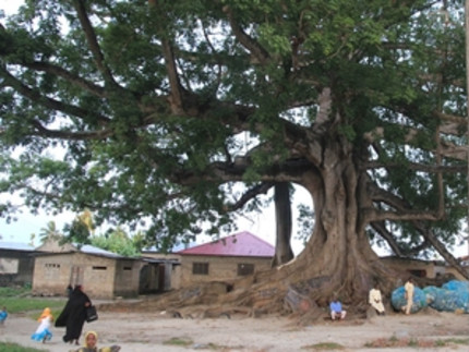 The big kapok tree in the botanical garden of Zanzibar.