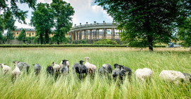 Weiden vor dem Schloss Sanssouci. Foto: Karla Fritze