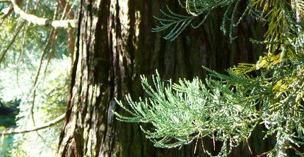 grüne Nadeln des Mammutbaums
