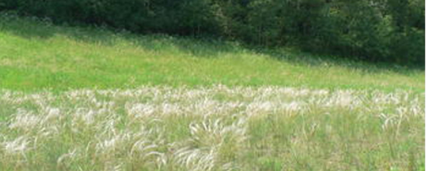 Photo of grassland landscape