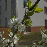 Mirabelle Nancy blüht im April 2020.