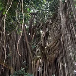 Auf dem Foto ist ein alter Gummibaum auf dem Gelände des Ashanti-Palastes zu sehen. Das Foto ist von Frithjoff Sonntag.