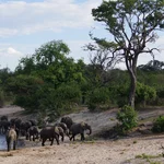 animals in front of tree