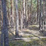 Kiefern nach einem Waldbrand nahe Groß Köris, Brandenburg.