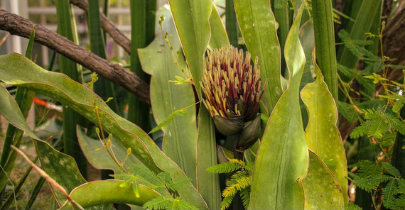 Sanseveria-Pflanze