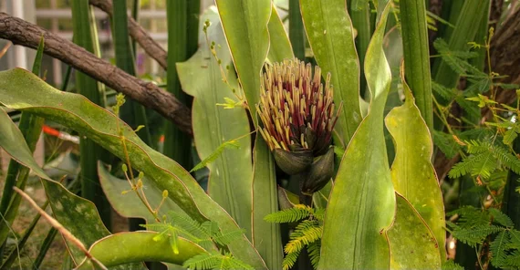 Sanseveria-Pflanze