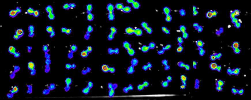 Arabidopsis seedlings expressing a heat-induced luciferase reporter gene. The intensity of the luciferase activity was visualized in a false-colour scale.