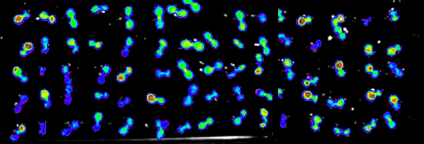 Arabidopsis seedlings expressing a heat-induced luciferase reporter gene. The intensity of the luciferase activity was visualized in a false-colour scale.
