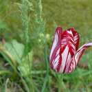 Tulipa gesneriana