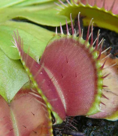 Venusfliegenfalle - Dionaea muscipula