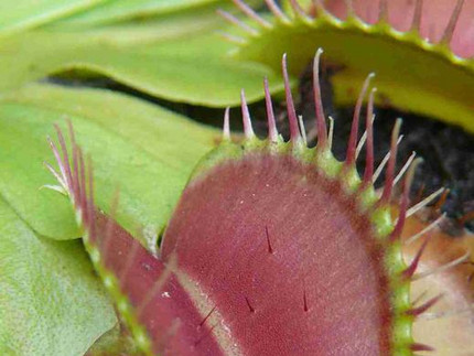 Venusfliegenfalle - Dionaea muscipula