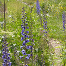 Sibirische Hochstaudenflur im Paradiesgarten