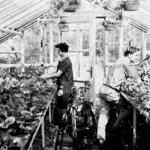 Greenhouse, 1960s