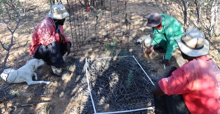 Communal farmers assising in clipping vegetation on a plot in the restoration experiment