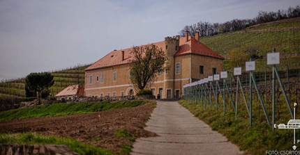 Weingut der Partner-Universität Pécs