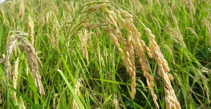 Cereal as the base for a healthy nutrition