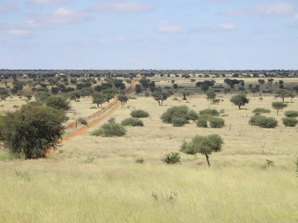 Photo of savannah landscape
