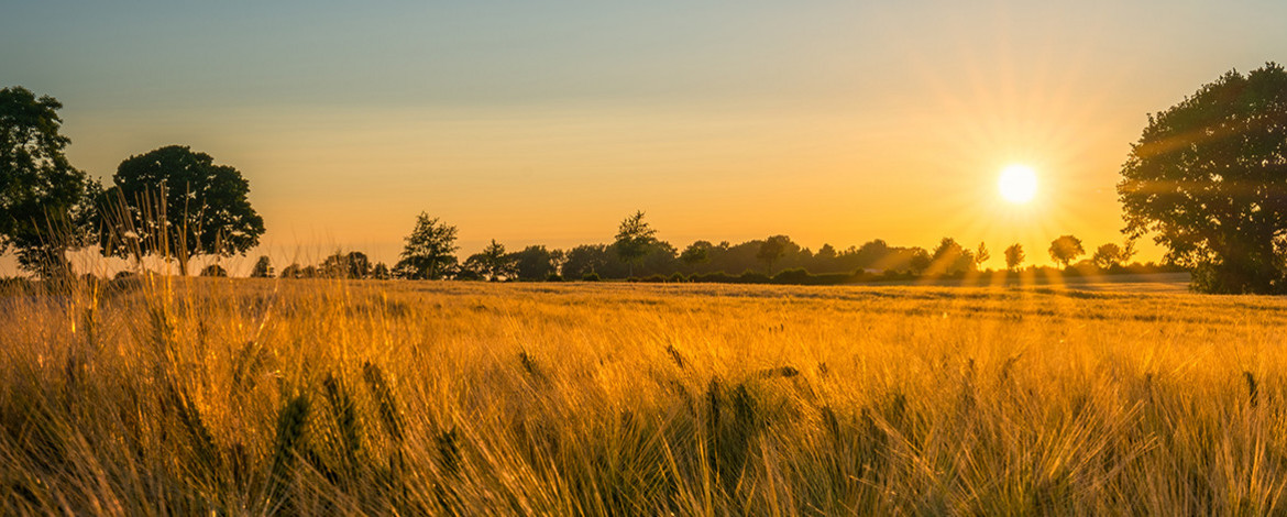 Gestenfeld mit untergehender Sonne - 