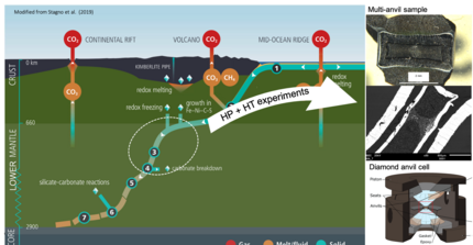 Stability of carbonates in the lower mantle