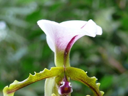 Paphiopedilum spicerianum