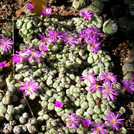 Zwerg-Kegelblümchen - Conophytum minutum