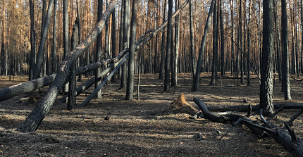 Was kommt nach dem Waldbrand?