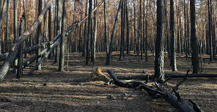 Was kommt nach dem Waldbrand?