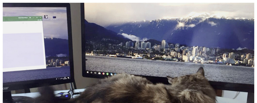 Collage aus drei fotos. Auf dem erten liegt eine katze mit dem Rücken zum Betrachter vor einem Computerbildschirm. Sie hat sehr flauschiges, langes graues Fell. Auf dem zweiten Bild sitz die katze halb auf einem Laptop, sie schaut nach oben in die Kamera. Auf dem 3.Bild schläft sie auf Schreibpapier