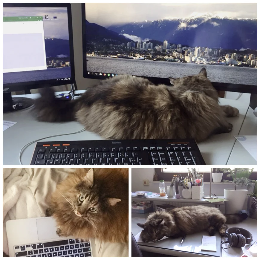Collage aus drei fotos. Auf dem erten liegt eine katze mit dem Rücken zum Betrachter vor einem Computerbildschirm. Sie hat sehr flauschiges, langes graues Fell. Auf dem zweiten Bild sitz die katze halb auf einem Laptop, sie schaut nach oben in die Kamera. Auf dem 3.Bild schläft sie auf Schreibpapier