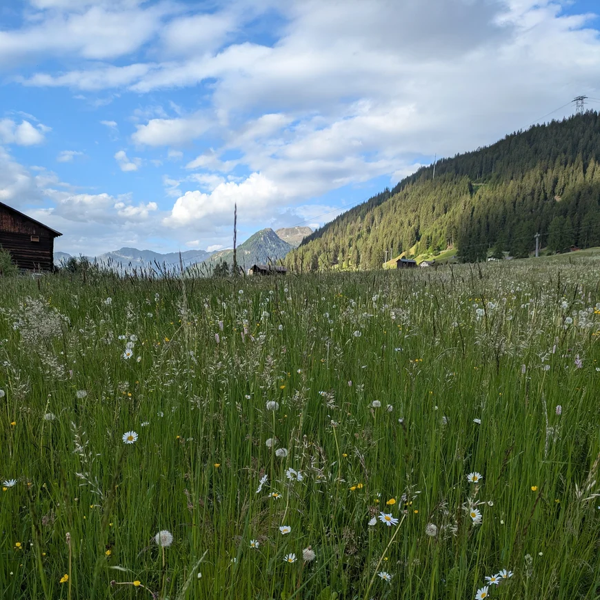 grasses with wild flowers in front of moutains