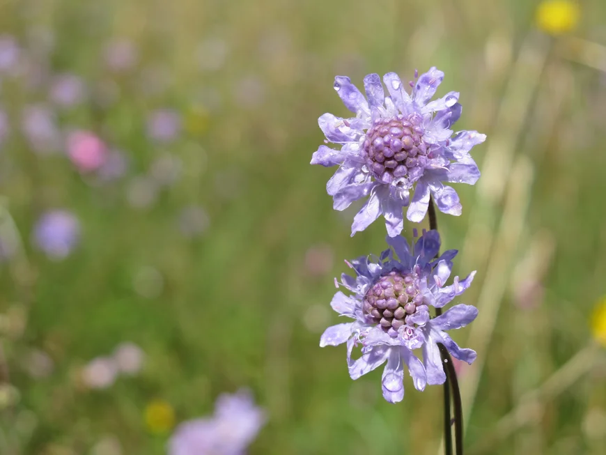 Scabiosa canescens