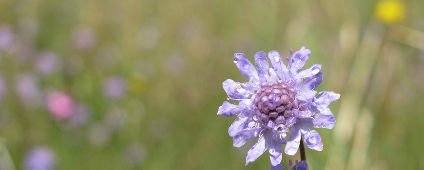 Scabiosa canescens