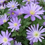 Balkan-Windröschen - Anemone blanda