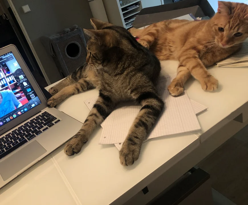 Laptop auf einem Tisch, danaben liegen zwei Katzen, eine ist grau getiegert, die andere rot