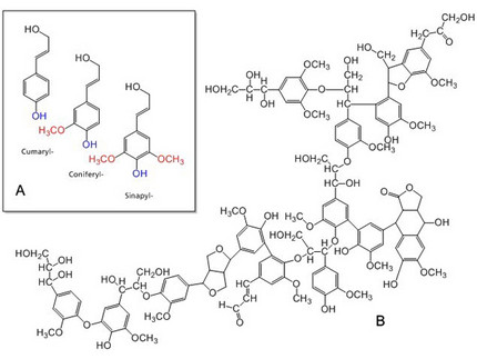 Chemische Struktur der Ligninmonomere in schematischer Abbildung