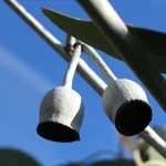 Eucalyptus caesia subsp magna