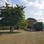 Schafe auf der Streuobstwiese in Neu Töplitz.