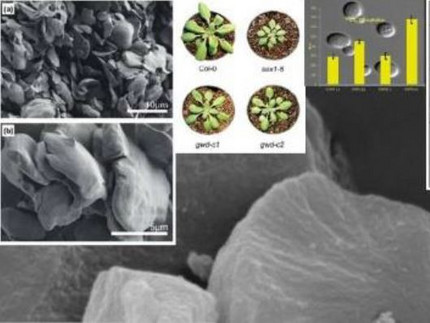 Collage aus mehreren Bildern: Rasterelektronenmikroskopaufnahmen von Pflanzenteilen und Bilder von Pflanzen