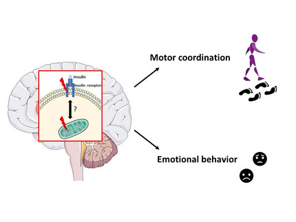 Impact of brain insulin action on mood and motor coordination