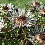 wilt blossoms in the grass