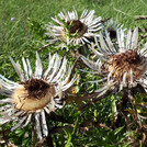 wilt blossoms in the grass