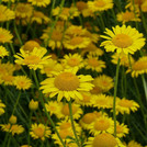 Färberkamille - Anthemis tinctoria