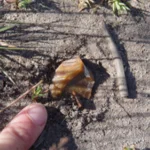 something found in the field