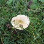 weißer Pilz auf einer Wiese