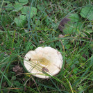weißer Pilz auf einer Wiese