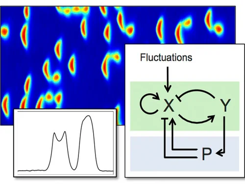 intracellular dynamics